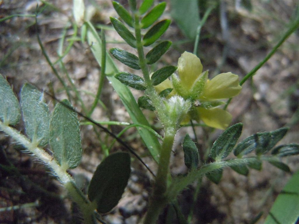 Tribulus terrestris / Tribolo